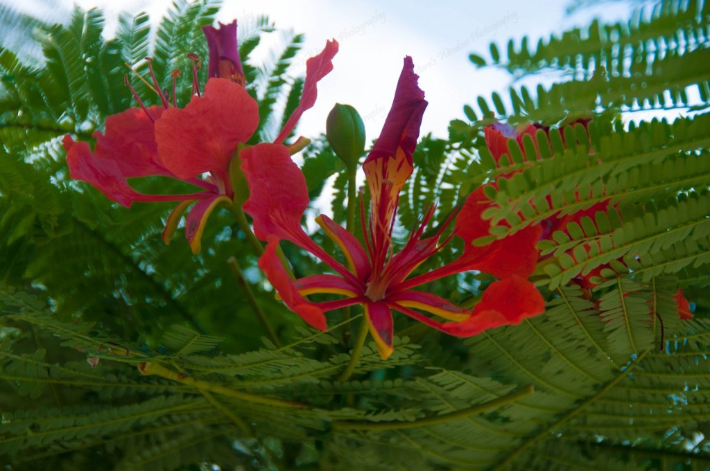 St. Martin’s Flamboyant Flower